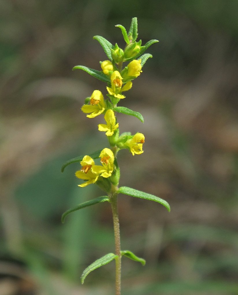 Odontites jaubertianus